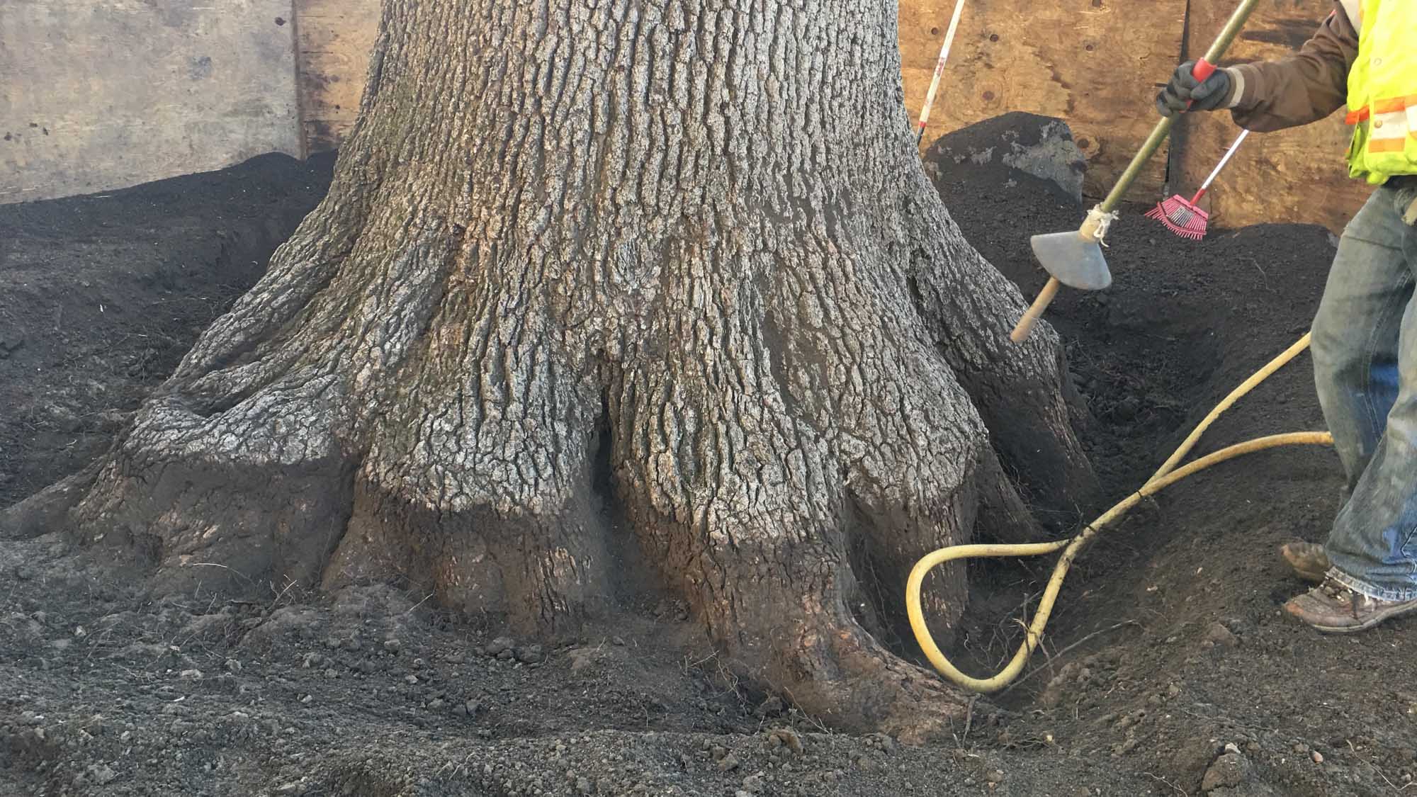 Root Excavation